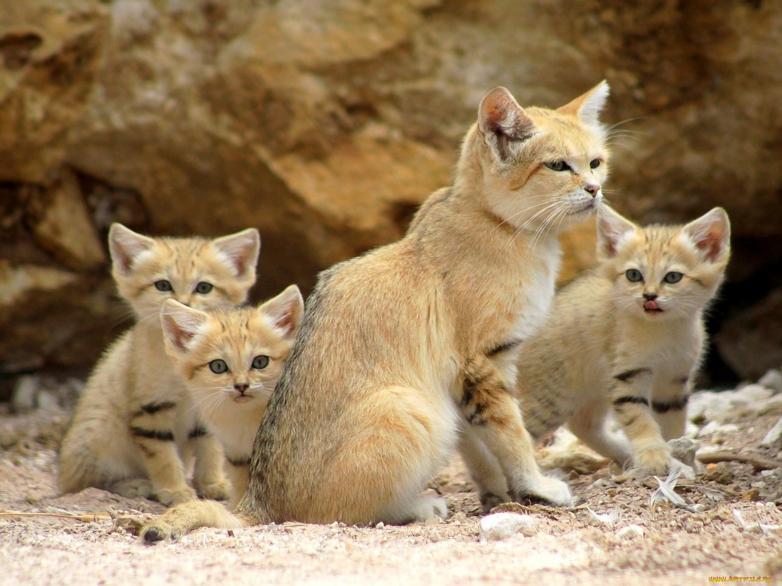 Животные пустыни барханный кот